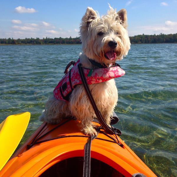 Dog with bandanna balancing on kayak