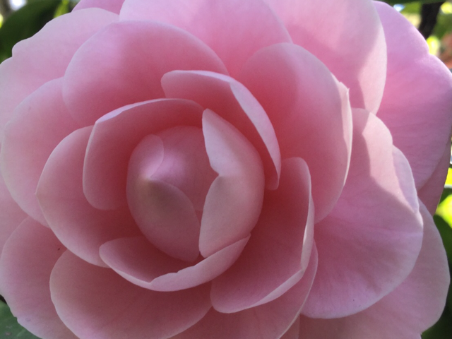 Close up of pink camellia