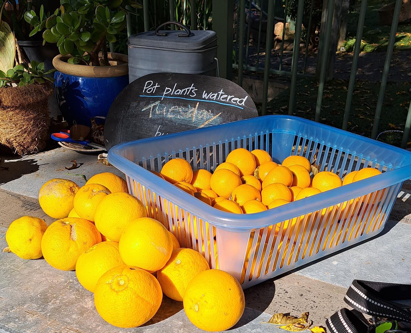 Oranges harvested in a community garden